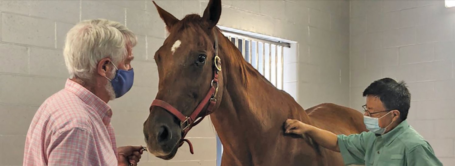 At the University of Florida Equine Acupuncture Center in Reddick, the facility’s clinical director Huisheng Xie works with horses, dogs, and other species to treat a variety of ailments with acupuncture.